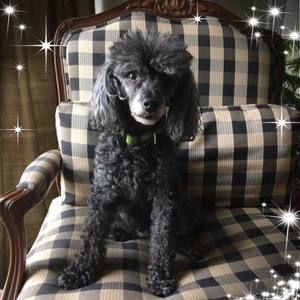 Meet your Posher, Lee